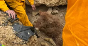 A year old foal trapped and rescued by CFA crews