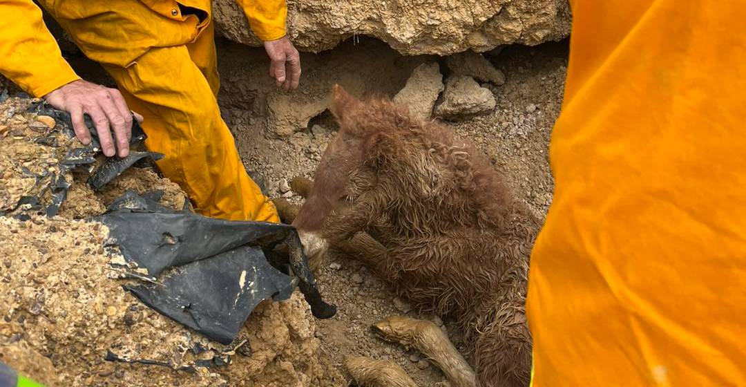 A year old foal trapped and rescued by CFA crews